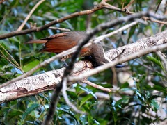 Ptiloris paradiseus