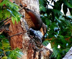 Ptiloris paradiseus