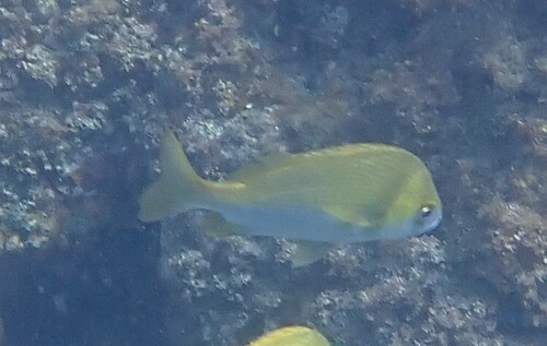 Blue-and-gold snapper grunt (Anisotremus caesius) — Haemulidae — 4