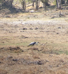 Bugeranus carunculatus