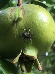 Halyomorpha halys