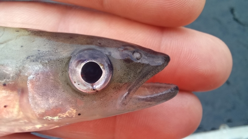 Patagonische forelvis (Aplochiton taeniatus) — Galaxiidae — 4