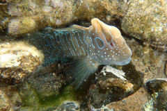 Salaria pavo