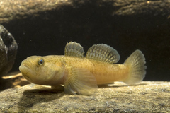 Padogobius bonelli