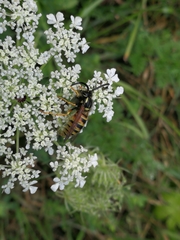 Dolichovespula norwegica