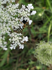 Dolichovespula norwegica