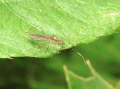 Marcius longirostris