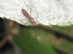 Marcius longirostris