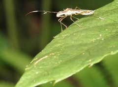 Marcius longirostris