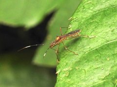 Marcius longirostris