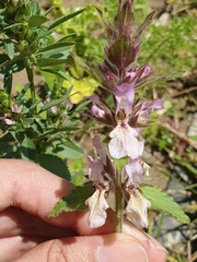 Stachys duriaei