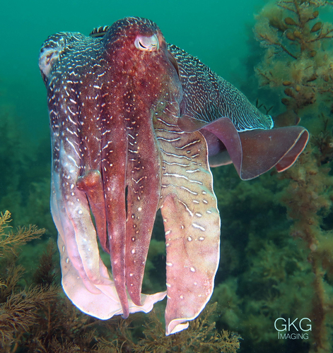 Australian Giant Cuttlefish