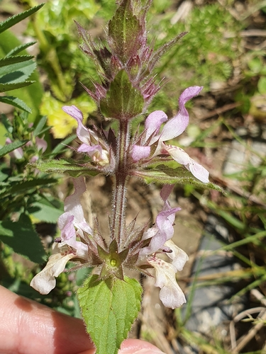 Stachys duriaei, photograph 2