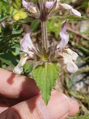 Stachys duriaei, photograph (c) Mehdi Chetibi, some rights reserved (CC BY)