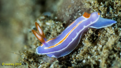Mexichromis trilineata