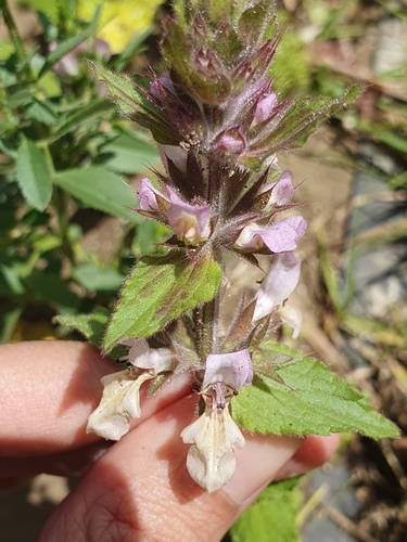 Stachys duriaei, photograph 4