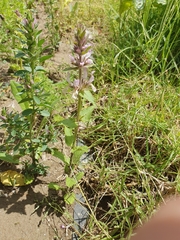 Stachys duriaei, photograph (c) Mehdi Chetibi, some rights reserved (CC BY)
