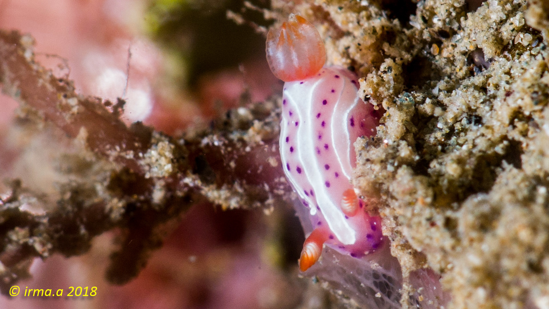 mexichromis-aurora-r-f-johnson-gosliner-1998
