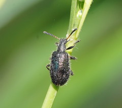 Lagria cyanea