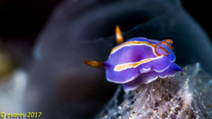 Mexichromis trilineata