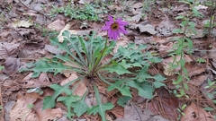 Iostephane heterophylla