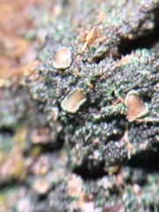 Protopannaria pezizoides