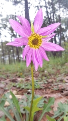 Iostephane heterophylla