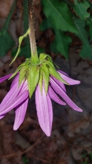 Iostephane heterophylla