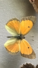 Colias myrmidone