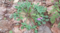 Iostephane heterophylla