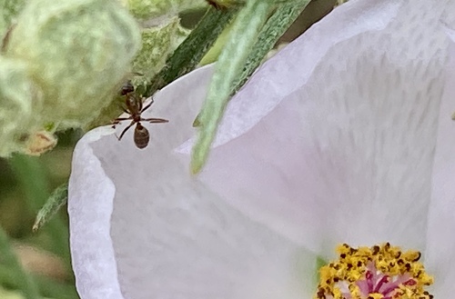 iNaturalist observation photo of Argentine Ant