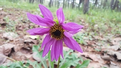 Iostephane heterophylla