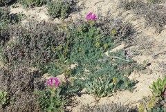 Pelargonium incrassatum
