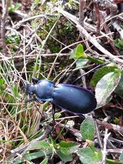 Carabus germarii