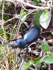 Carabus germarii