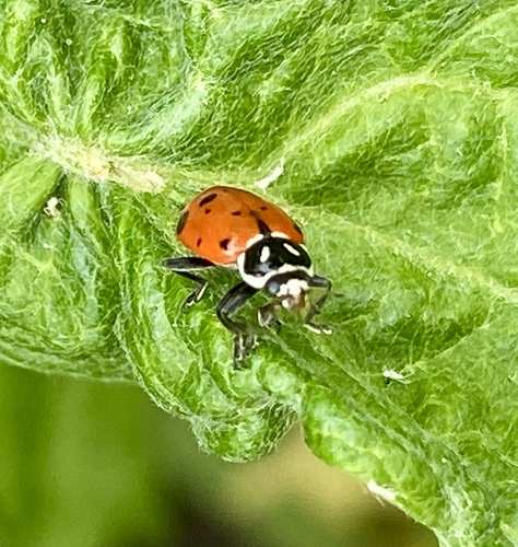 iNaturalist observation photo of Convergent Lady Beetle