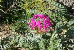 Pelargonium incrassatum