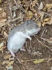 Saccostomus campestris