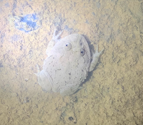 Llanos Frog, Lepidobatrachus llanensis