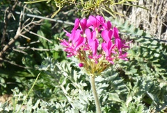 Pelargonium incrassatum