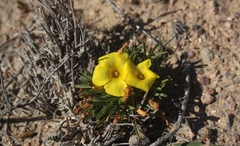 Oxalis namaquana