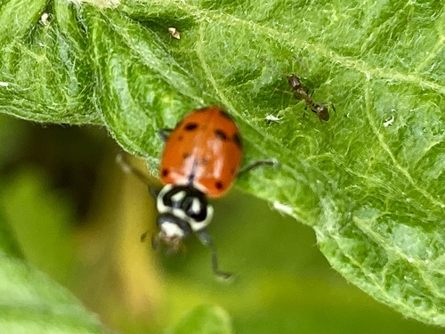 iNaturalist observation photo of Argentine Ant