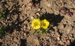 Oxalis namaquana