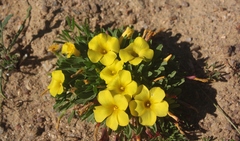 Oxalis namaquana