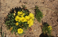Oxalis namaquana