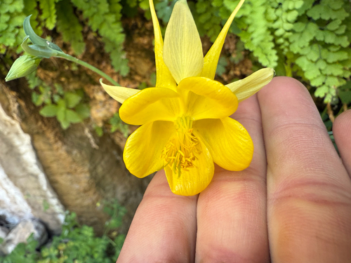 Aquilegia chrysantha