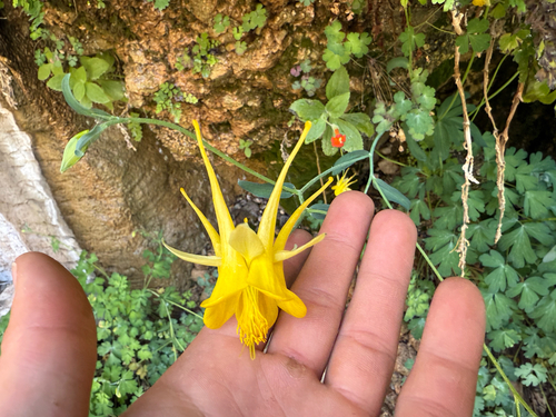 Aquilegia chrysantha
