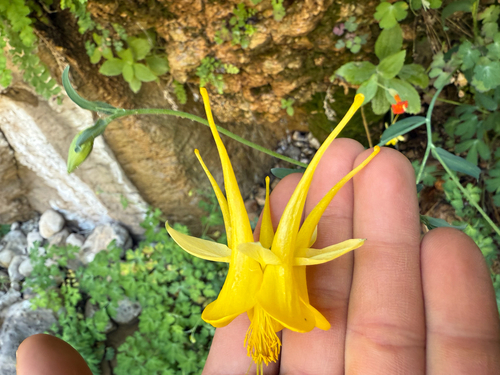 Aquilegia chrysantha