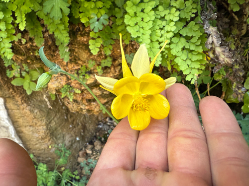 Aquilegia chrysantha