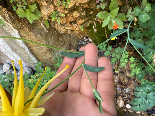 Aquilegia chrysantha